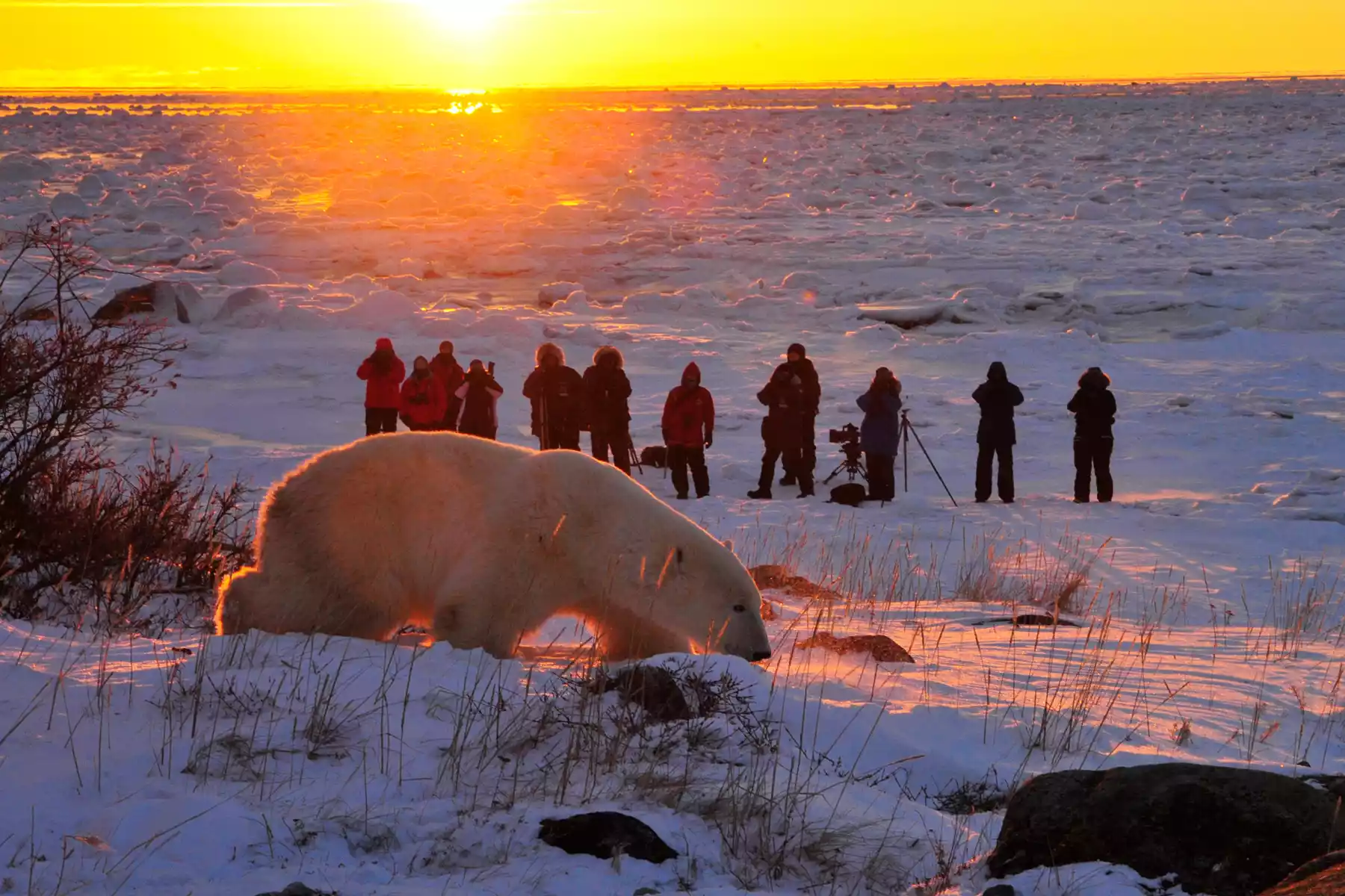 Polar Bear Tours in Canada 