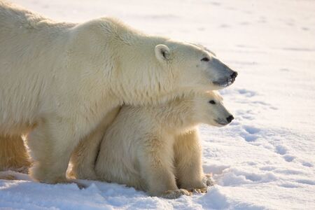 A Winter Guide to Polar Bear Tours in Canada A Winter Guide to Polar Bear Tours in Canada