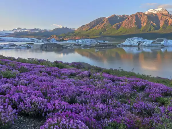 Alaska Road Trips