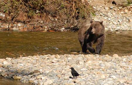 Bear & Wildlife Viewing in BC - Farewell Harbour Lodge Bear & Wildlife Viewing in BC - Farewell Harbour Lodge