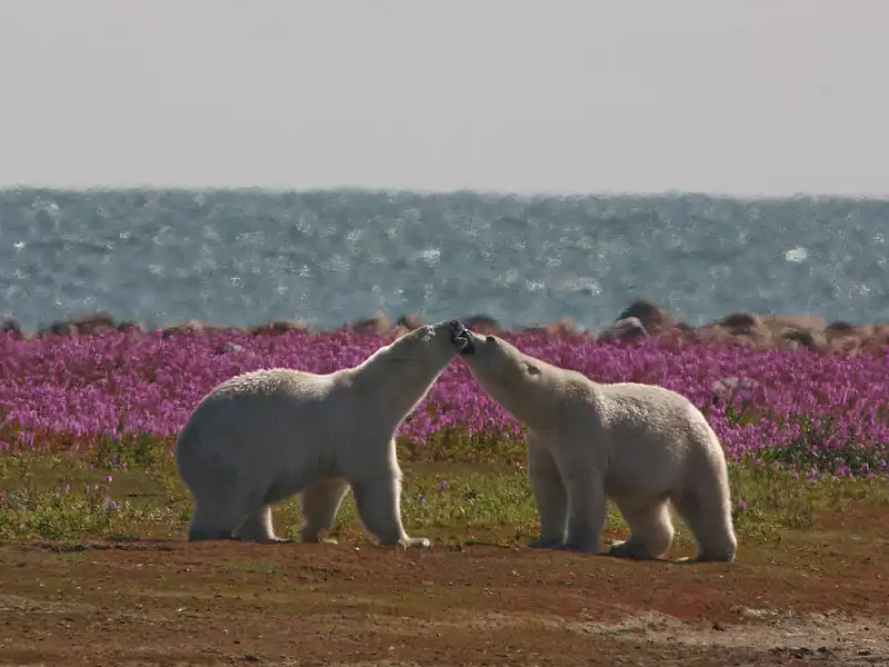 Canada Polar Bear Safaris Birds Bears and Belugas 2
