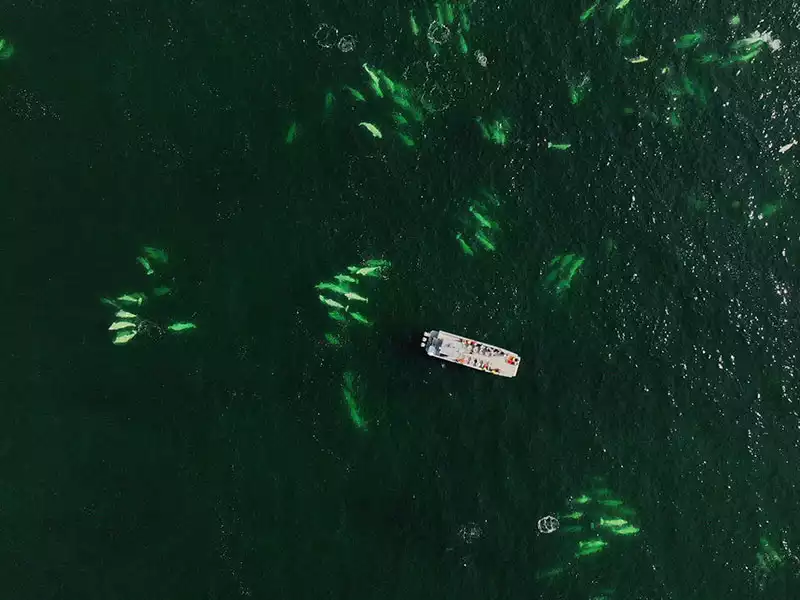 Canada Polar Bears Belugas Ultimate Arctic Summer Adventure 9