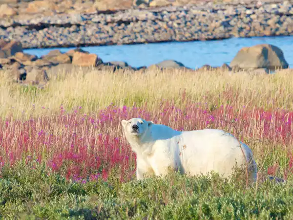 Arctic Polar Bears & Beluga Whales