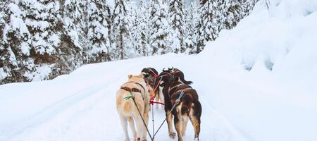 Top 27 Things to Do in Jasper in Winter Top 27 Things to Do in Jasper in Winter