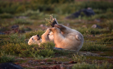 From Polar Bears to Northern Lights: 7 Compelling Reasons to Visit Churchill, Manitoba From Polar Bears to Northern Lights: 7 Compelling Reasons to Visit Churchill, Manitoba