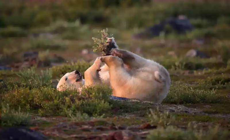 From Polar Bears to Northern Lights: 7 Compelling Reasons to Visit Churchill, Manitoba From Polar Bears to Northern Lights: 7 Compelling Reasons to Visit Churchill, Manitoba