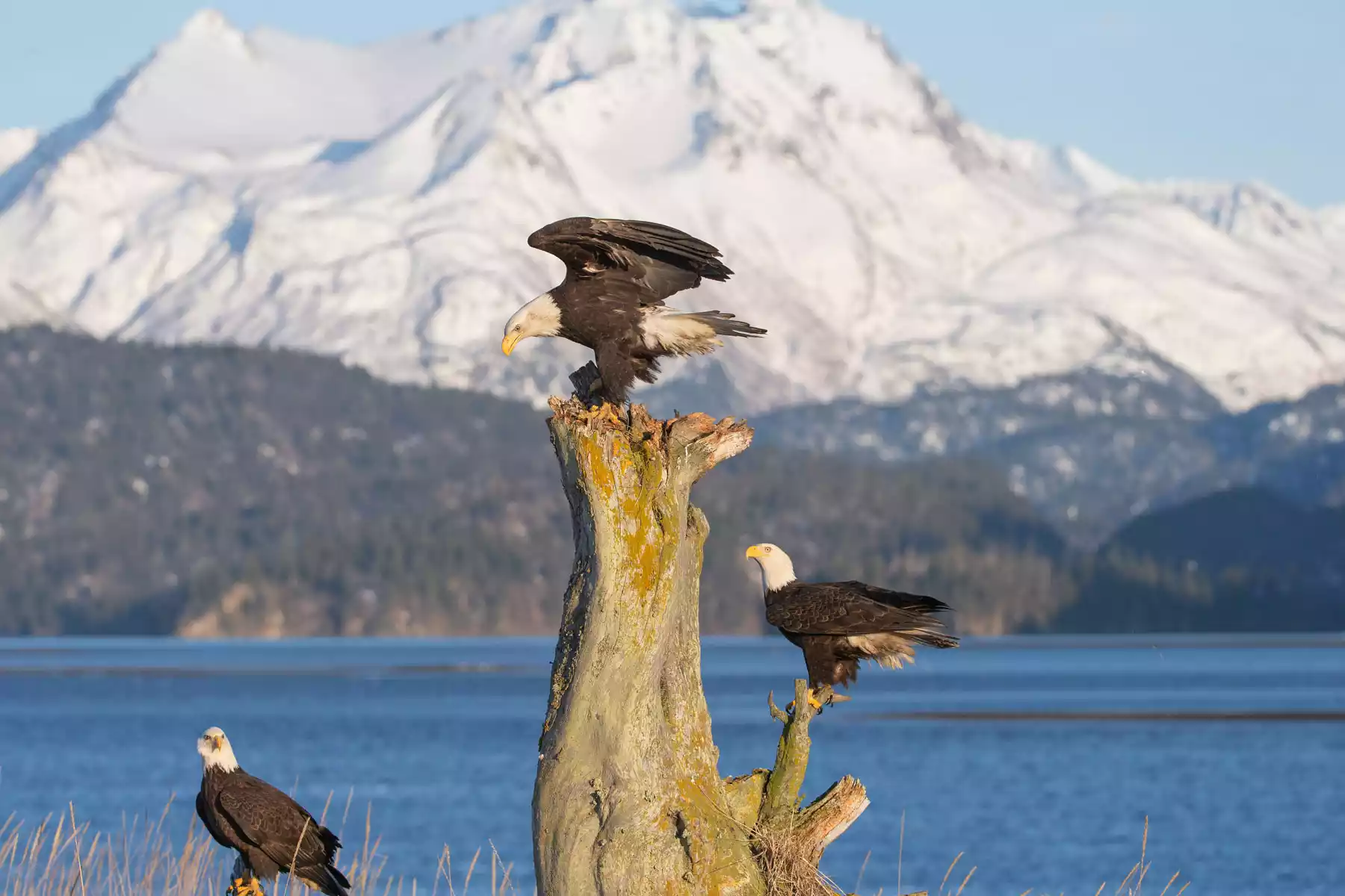 Homer Alaska Tours Homer Alaska Tours