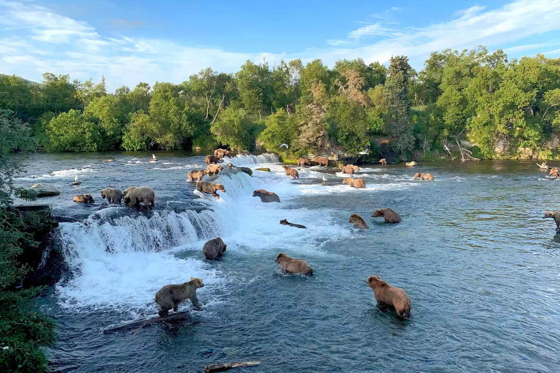 Katmai National Park Bear Viewing Tours Katmai National Park Bear Viewing Tours