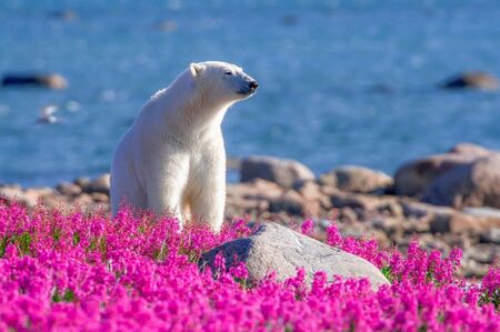 What to Expect on Summer Churchill Polar Bear Tours What to Expect on Summer Churchill Polar Bear Tours