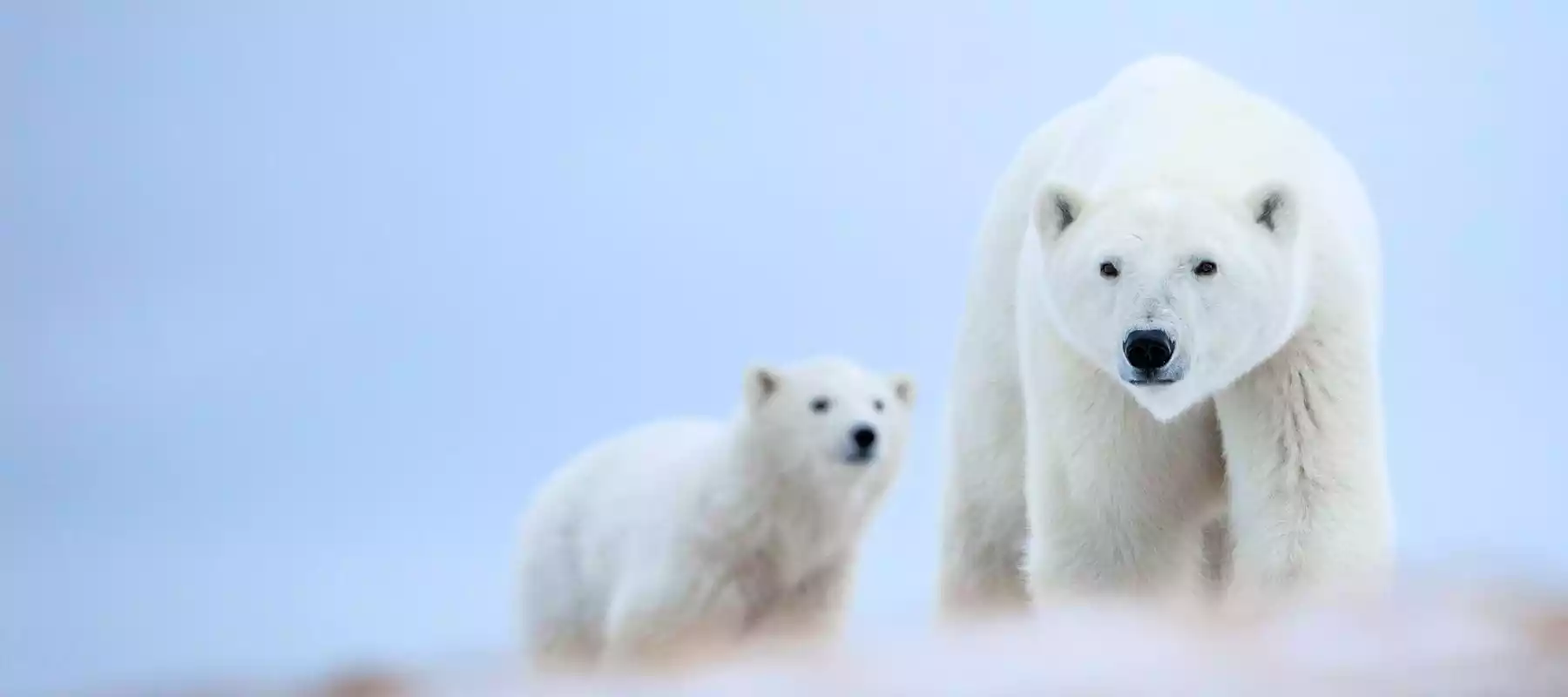 Polar Bears in Canada: The Ultimate Guide Polar Bears in Canada: The Ultimate Guide