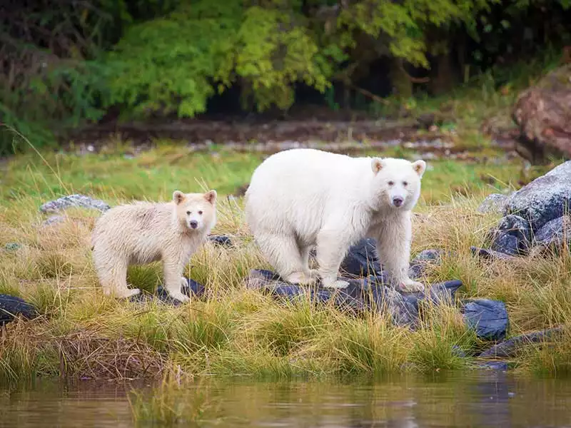 Spirit Bears of the Great Bear Rain Forest 1