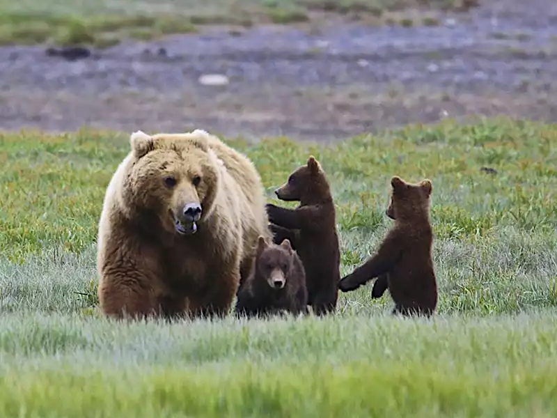 Tordrillo Mountain Lodge Alaska Luxury Wilderness Lodge 11